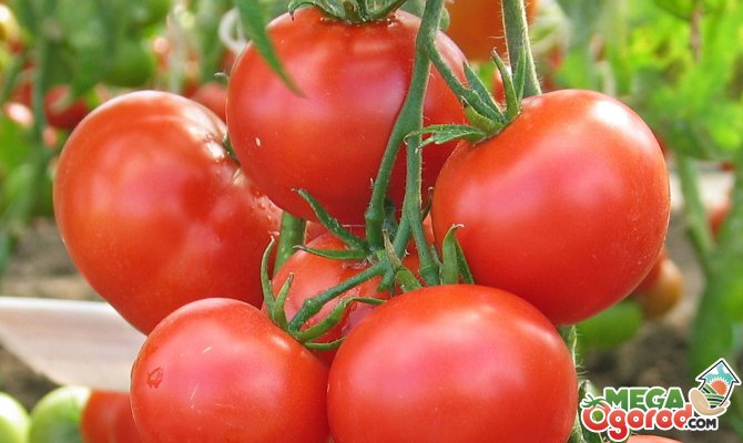 Детерминантный и индетерминантный сорт томатов: что это такое и что лучше?